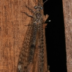 Bandidus sp. (genus) at Melba, ACT - 12 Jan 2021 12:37 AM