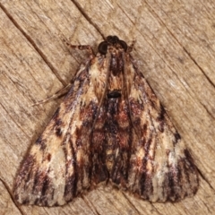 Salma cinerascens (A Pyralid moth) at Melba, ACT - 11 Jan 2021 by kasiaaus