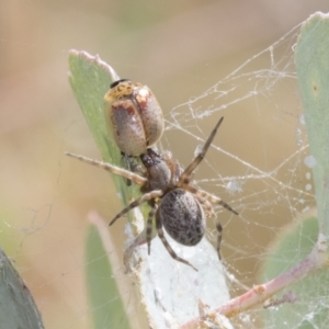 Badumna insignis at Greenway, ACT - 21 Jan 2021 10:26 AM