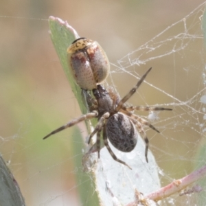 Badumna insignis at Greenway, ACT - 21 Jan 2021 10:26 AM