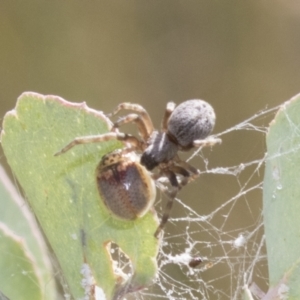 Badumna insignis at Greenway, ACT - 21 Jan 2021 10:26 AM