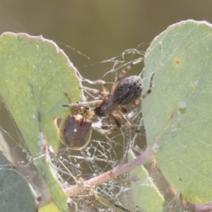 Badumna insignis at Greenway, ACT - 21 Jan 2021 10:26 AM