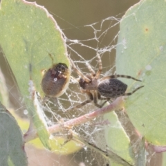 Badumna insignis at Greenway, ACT - 21 Jan 2021 10:26 AM