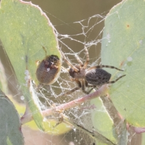 Badumna insignis at Greenway, ACT - 21 Jan 2021 10:26 AM