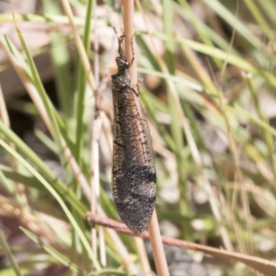 Glenoleon falsus (Antlion Lacewing) at Urambi Hills - 20 Jan 2021 by AlisonMilton