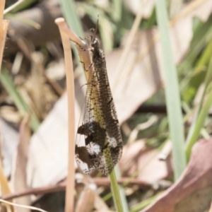 Glenoleon sp. (genus) at Tuggeranong DC, ACT - 21 Jan 2021