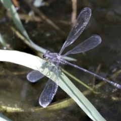 Austroargiolestes icteromelas (Common Flatwing) at Greenway, ACT - 21 Jan 2021 by AlisonMilton