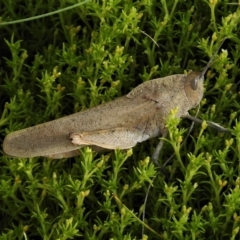 Goniaea australasiae (Gumleaf grasshopper) at Cotter River, ACT - 22 Jan 2021 by JohnBundock