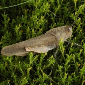 Goniaea australasiae at Cotter River, ACT - 22 Jan 2021