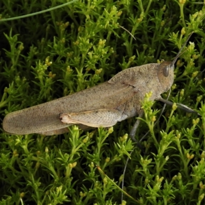 Goniaea australasiae (Gumleaf grasshopper) at Namadgi National Park - 22 Jan 2021 by JohnBundock