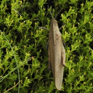 Goniaea australasiae at Cotter River, ACT - 22 Jan 2021 04:33 PM