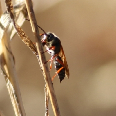 Unidentified Flower wasp (Scoliidae or Tiphiidae) at WREN Reserves - 23 Jan 2021 by KylieWaldon