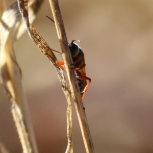 Unidentified at suppressed - 23 Jan 2021