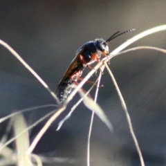 Unidentified Flower wasp (Scoliidae or Tiphiidae) at Castle Creek, VIC - 23 Jan 2021 by KylieWaldon