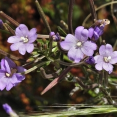 Epilobium sp. (A Willow Herb) at Namadgi National Park - 22 Jan 2021 by JohnBundock