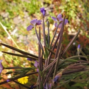 Epilobium sp. at Cotter River, ACT - 22 Jan 2021