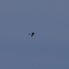 Apus pacificus (Pacific Swift) at Fyshwick, ACT - 22 Jan 2021 by RodDeb