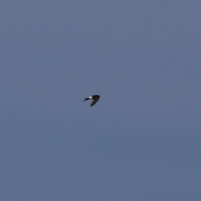 Apus pacificus (Pacific Swift) at Fyshwick, ACT - 22 Jan 2021 by RodDeb