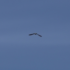 Apus pacificus at Fyshwick, ACT - 22 Jan 2021 11:44 AM