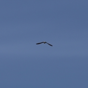 Apus pacificus at Fyshwick, ACT - 22 Jan 2021 11:44 AM