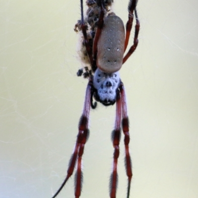 Trichonephila edulis (Golden orb weaver) at WREN Reserves - 23 Jan 2021 by KylieWaldon