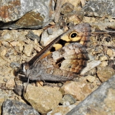 Geitoneura klugii (Marbled Xenica) at Cotter River, ACT - 22 Jan 2021 by JohnBundock