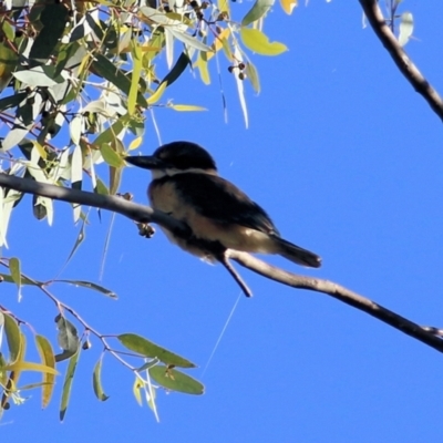 Todiramphus sanctus (Sacred Kingfisher) at WREN Reserves - 22 Jan 2021 by Kyliegw