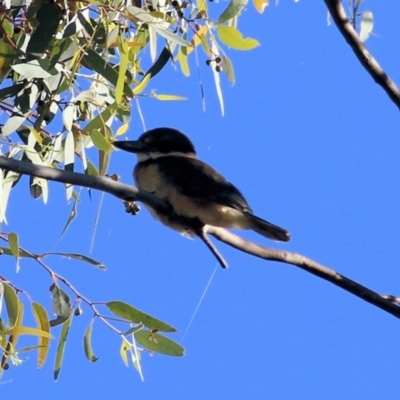 Todiramphus sanctus (Sacred Kingfisher) at WREN Reserves - 23 Jan 2021 by KylieWaldon