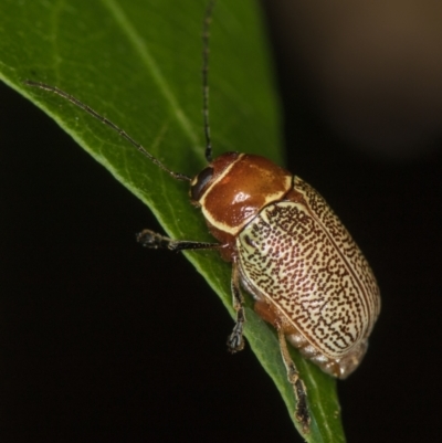 Aporocera (Aporocera) sculptilis (Leaf beetle) at Melba, ACT - 31 Dec 2020 by Bron