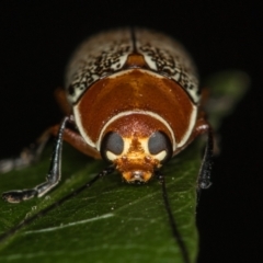 Aporocera (Aporocera) sculptilis at Melba, ACT - 1 Jan 2021