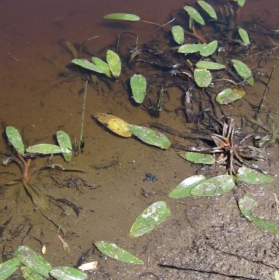 Ottelia ovalifolia subsp. ovalifolia (Swamp Lily) at The Pinnacle - 17 Jan 2021 by pinnaCLE