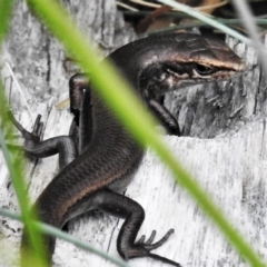 Pseudemoia entrecasteauxii (Woodland Tussock-skink) at Namadgi National Park - 22 Jan 2021 by JohnBundock