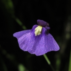 Utricularia dichotoma (Fairy Aprons, Purple Bladderwort) at Holt, ACT - 17 Jan 2021 by pinnaCLE