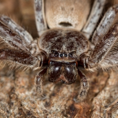 Isopeda (genus) (Huntsman Spider) at Melba, ACT - 1 Jan 2021 by Bron