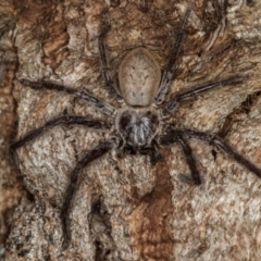 Isopeda sp. (genus) at Melba, ACT - 1 Jan 2021