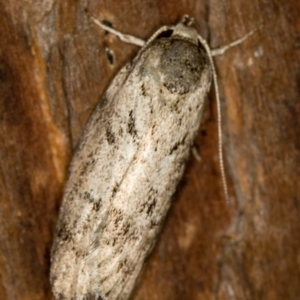 Philobota philostaura at Melba, ACT - 1 Jan 2021