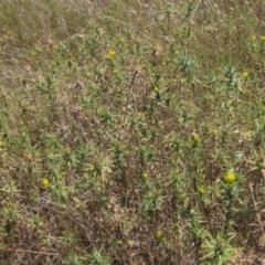 Carthamus lanatus (Saffron Thistle) at Holt, ACT - 17 Jan 2021 by pinnaCLE