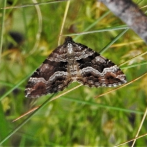 Chrysolarentia persimilis at Namadgi National Park - 22 Jan 2021