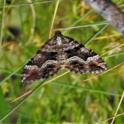 Chrysolarentia persimilis (Similar Carpet) at Namadgi National Park - 22 Jan 2021 by JohnBundock