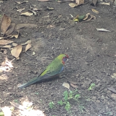 Platycercus elegans (Crimson Rosella) at Gungahlin, ACT - 23 Jan 2021 by Petal