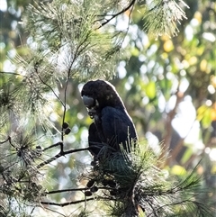 Calyptorhynchus lathami (Glossy Black-Cockatoo) at Wingecarribee Local Government Area - 18 Jan 2021 by Aussiegall