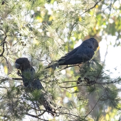 Calyptorhynchus lathami (Glossy Black-Cockatoo) at Wingecarribee Local Government Area - 18 Jan 2021 by Aussiegall