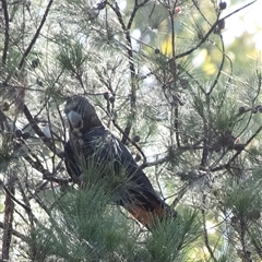 Calyptorhynchus lathami lathami at Penrose, NSW - suppressed