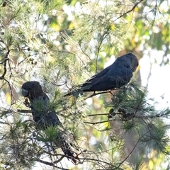 Calyptorhynchus lathami lathami at Penrose, NSW - suppressed