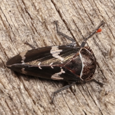 Eurymeloides punctata (Gumtree hopper) at Melba, ACT - 12 Jan 2021 by kasiaaus