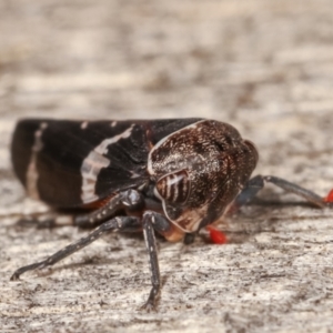 Eurymeloides punctata at Melba, ACT - 12 Jan 2021 12:52 AM