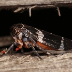 Eurymeloides punctata at Melba, ACT - 12 Jan 2021