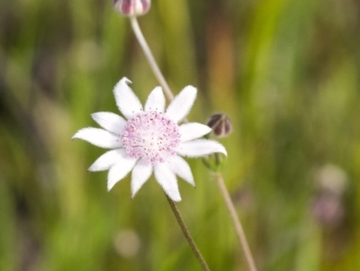 Actinotus forsythii (Pink Flannel Flower) at Morton National Park - 20 Jan 2021 by Aussiegall