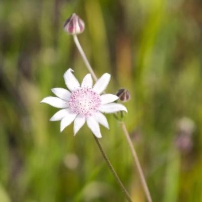 Actinotus forsythii (Pink Flannel Flower) at Wingecarribee Local Government Area - 20 Jan 2021 by Aussiegall