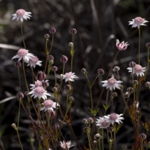 Actinotus forsythii at Morton National Park - 20 Jan 2021